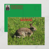 Postale Kansas Bunny Rabbit fermer la carte postale. (Devant / Derrière)