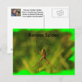 Postale Kansas Garden Spider CARTE POST (Devant / Derrière)