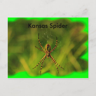Postale Kansas Garden Spider CARTE POST