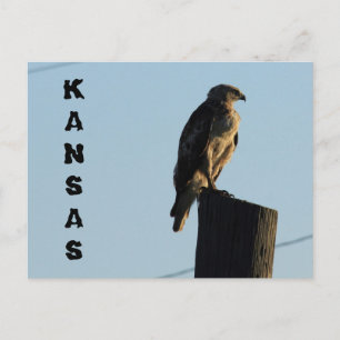 Postale Kansas Hawk sur un Polonais fermer carte postale.