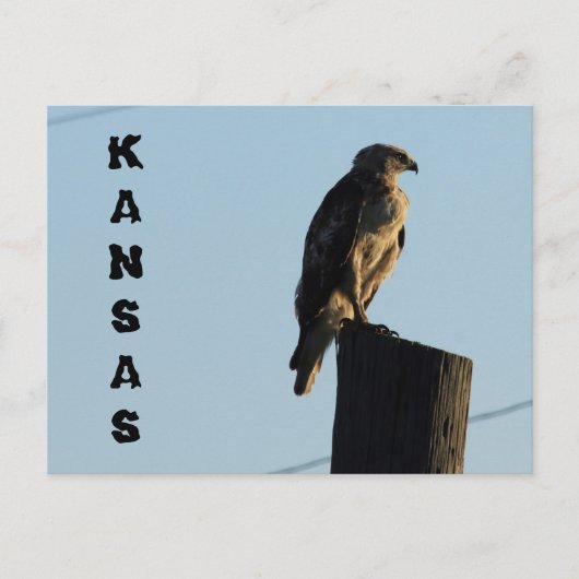 Postale Kansas Hawk sur un Polonais fermer carte postale. (Devant)