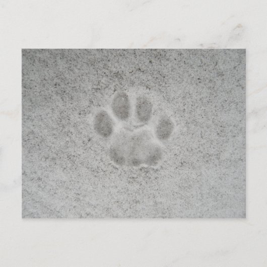 Postale Kitten empreinte de patte dans la neige Carte post (Devant)