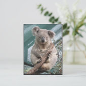 Postale Koala, Carte postale, 2013, 4,25 po x 5,6 po (Debout devant)