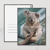 Postale Koala, Carte postale, 2013, 4,25 po x 5,6 po (Devant / Derrière)