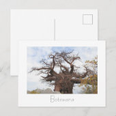 Postale Kubu Island Baobab Tree Botswana Scenery Carte pos (Devant / Derrière)