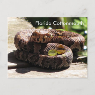 Postale La Floride Cottonmouth - Apprentissage Carte Posta