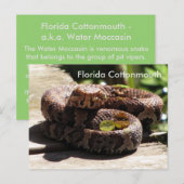 Postale La Floride Cottonmouth - Apprentissage Carte Posta (Devant / Derrière)