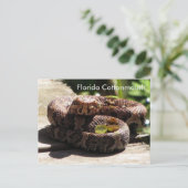 Postale La Floride Cottonmouth - Apprentissage Carte Posta (Debout devant)