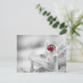 Postale Ladybug dans la carte blanche (Debout devant)