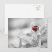 Postale Ladybug dans la carte blanche (Devant / Derrière)