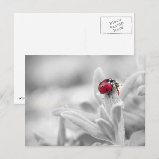 Postale Ladybug dans la carte blanche (Devant / Derrière)