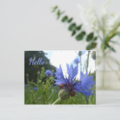 Postale Ladybugs Réunion sur Cornflower HELLO Carte postal (Debout devant)