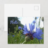 Postale Ladybugs Réunion sur Cornflower HELLO Carte postal (Devant / Derrière)