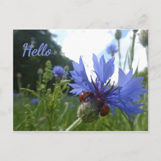 Postale Ladybugs Réunion sur Cornflower HELLO Carte postal (Devant)