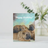 Postale Lazy shar pei Joyeux anniversaire! carte (Debout devant)