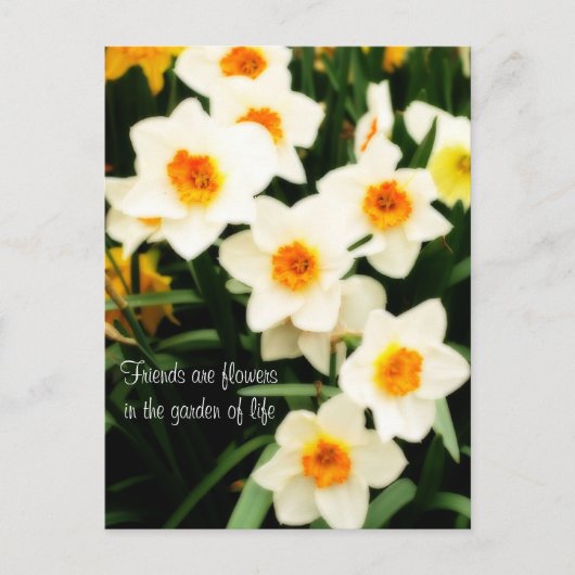 Postale Les amis sont des fleurs Citation Daffodils Carte (Devant)