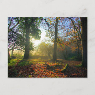Postale Lever du soleil dans la forêt d'automne Carte post