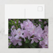 Postale Lilac Rhododendron Fleurs do-it-yourself carte pos (Devant / Derrière)