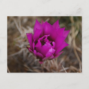 Postale Lone Purple Cactus Flower Nouveau-Mexique Carte de
