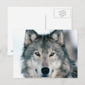 Postale loup postal à la carte (Devant / Derrière)