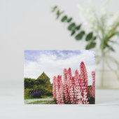 Postale Lupins roses @ Lake Tekapo Nouvelle-Zélande Carte  (Debout devant)