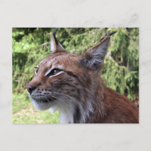 Postale Lynx majestueuse de l'Eurasie à Skåne Zoo Carte po
