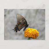 Postale Ma carte papillon (Devant)