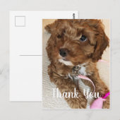 Postale Magnifique Carte de remerciements Cockapoo Puppy (Devant / Derrière)