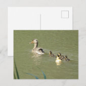 Postale Mère Canard avec Young do-it-yourself carte postal (Devant / Derrière)