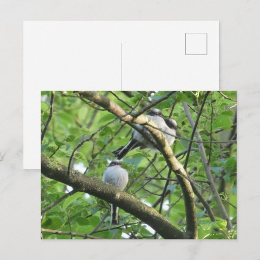 Postale Mignons Oiseaux à long queues do-it-yourself carte (Devant / Derrière)