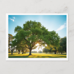 Postale Moment de calme avec un grand arbre – Carte postal