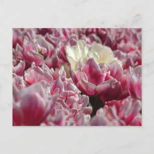 Postale Motif Tulipes blanches roses do-it-yourself carte 