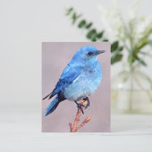 Postale Mountain Bluebird Wildlife Series # 2 Carte postal (Debout devant)