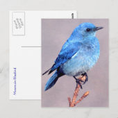 Postale Mountain Bluebird Wildlife Series # 2 Carte postal (Devant / Derrière)
