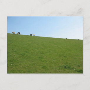 Postale Mouton en Hollande Carte photo