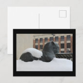 Postale Musée d'Histoire Naturelle, Ann Arbor, carte posta (Devant / Derrière)