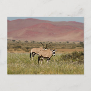 Postale Namibie - Oryx antilopes à Sossusvlei carte postal