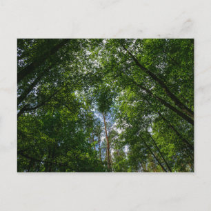 Postale Nature Paysage Paysage Forêt Biélorussie Carte pos