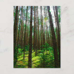 Postale Nature Paysage Paysage Forêt Biélorussie Carte pos