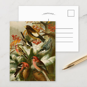 Postale Oiseaux nord-américains Gustav Mü tzel Carte po