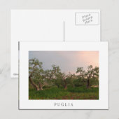 Postale Olive tree grove au coucher du soleil carte postal (Devant / Derrière)