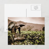 Postale Ouvrière des champs de thé indonésiens 2, carte po (Devant / Derrière)