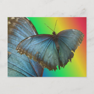 Postale Papillon bleu Morpho & do-it-yourself carte postal