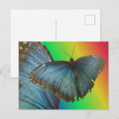 Postale Papillon bleu Morpho & do-it-yourself carte postal (Devant / Derrière)