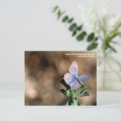 Postale Papillon Polyommatus en Maremma, Italie Carte post (Debout devant)