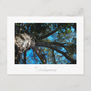 Postale Parc national de Tsitsikamma Afrique du Sud Carte