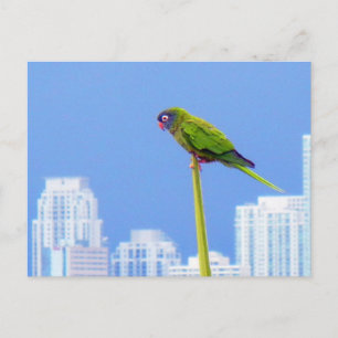 Postale ~Parrot~ CARTE POSTALE, PERSONNALISER