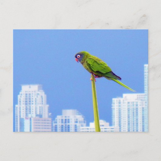 Postale ~Parrot~ CARTE POSTALE, PERSONNALISER (Devant)
