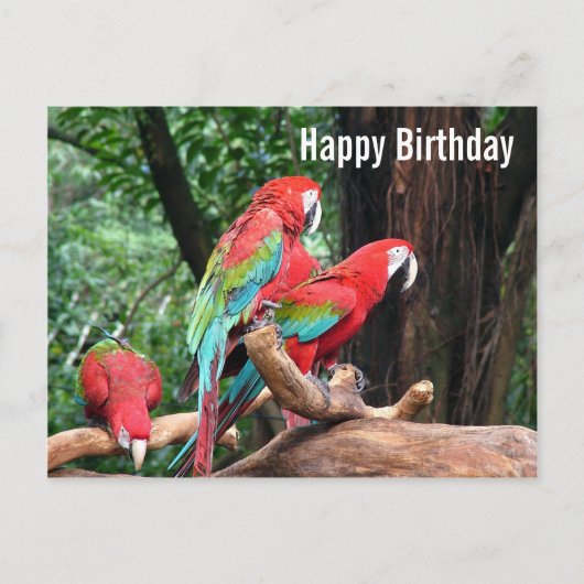 Postale Parrots Bonne carte d'anniversaire (Devant)