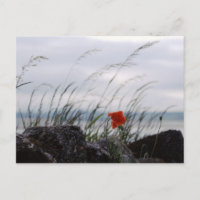 Pavot solitaire, Lindisfarne, Angleterre - Carte p